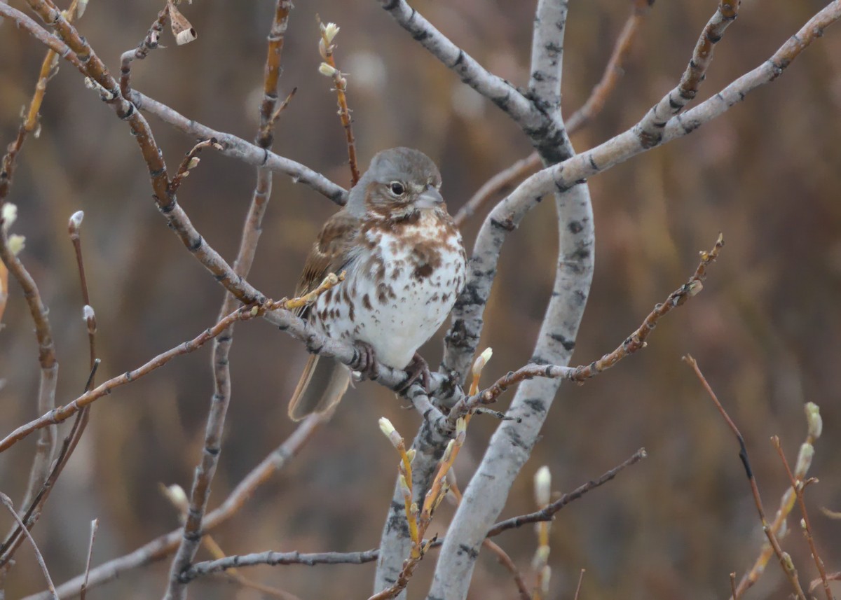 Fox Sparrow (Red) - ML620423251