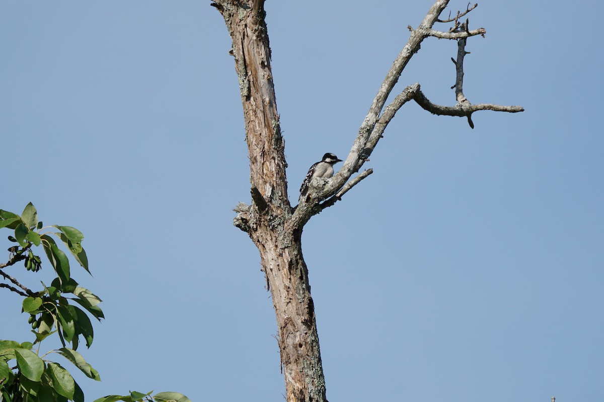 Hairy Woodpecker - ML620423252