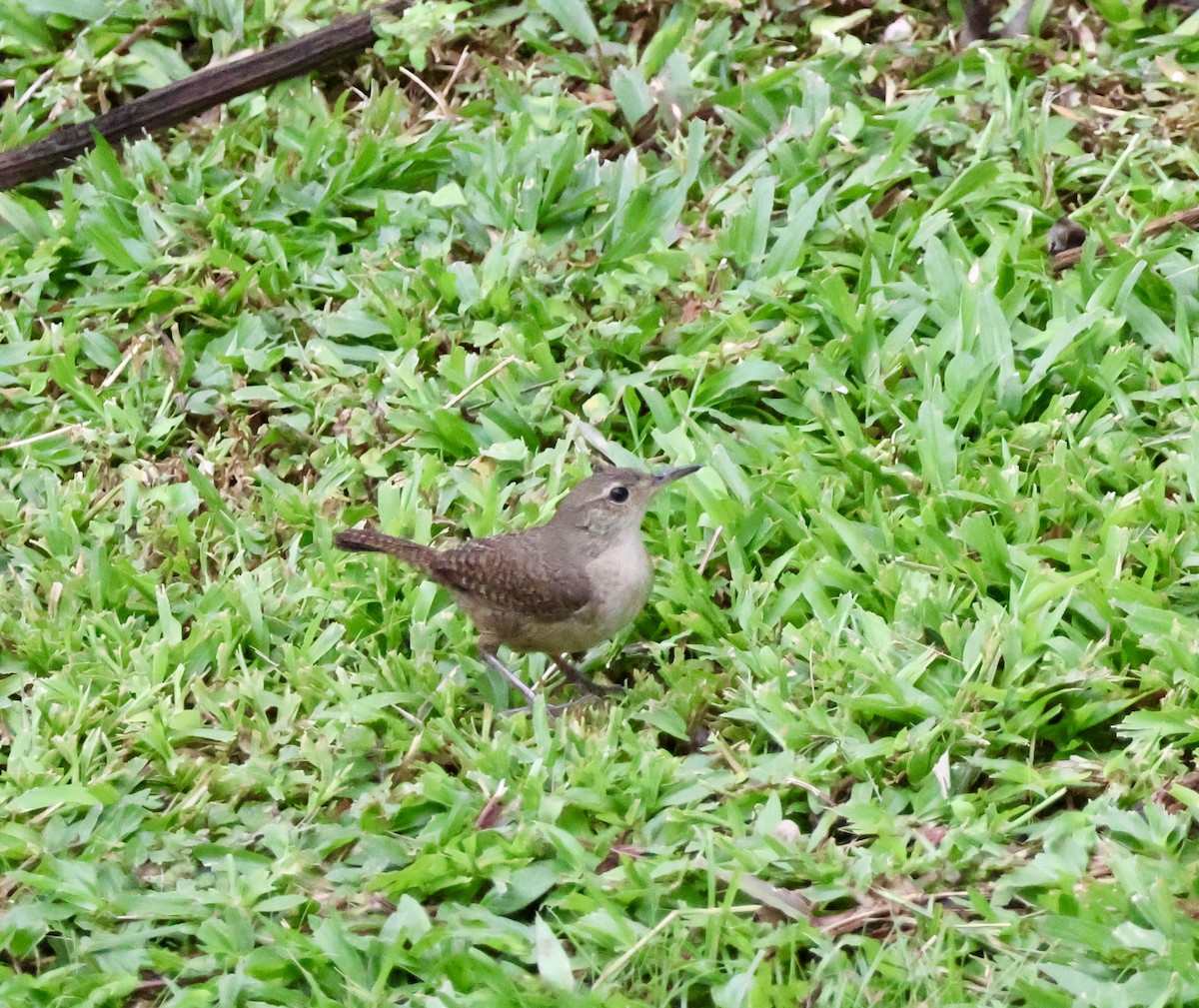 House Wren - ML620423253