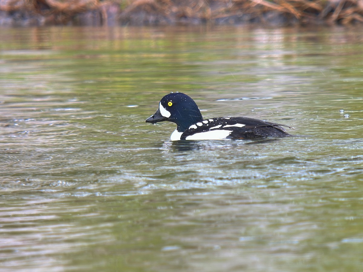 Barrow's Goldeneye - ML620423254