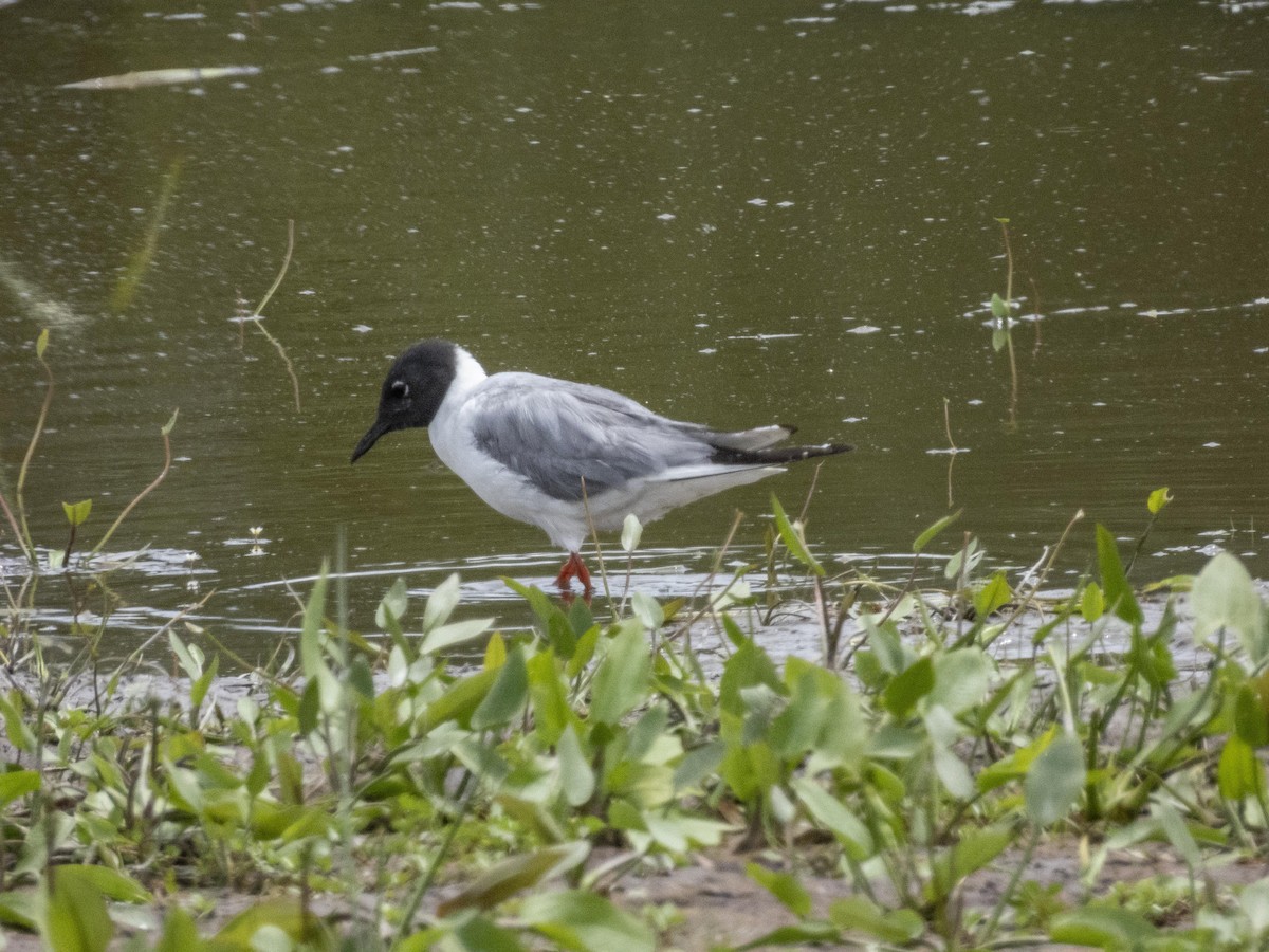 Mouette de Bonaparte - ML620423267