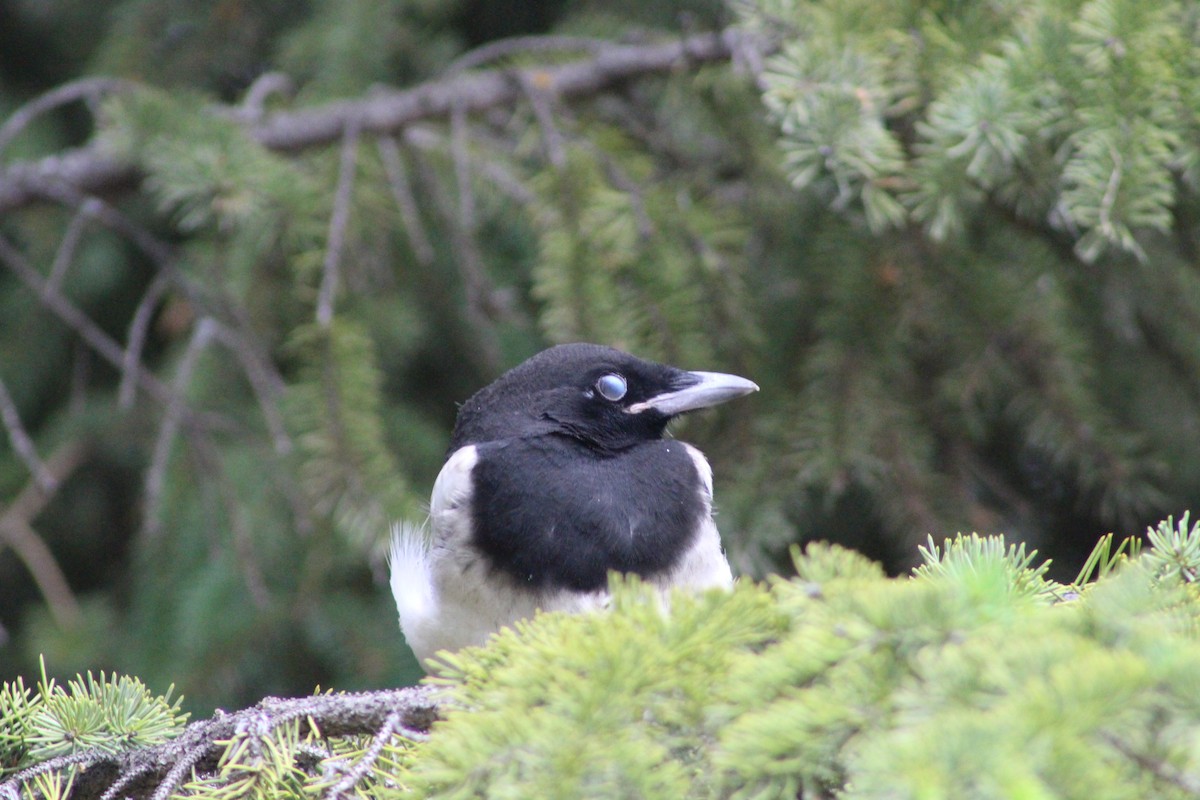 Black-billed Magpie - ML620423273