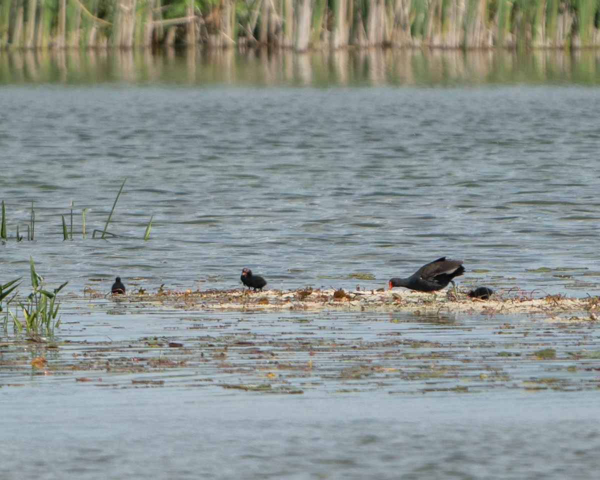 Common Gallinule - ML620423275