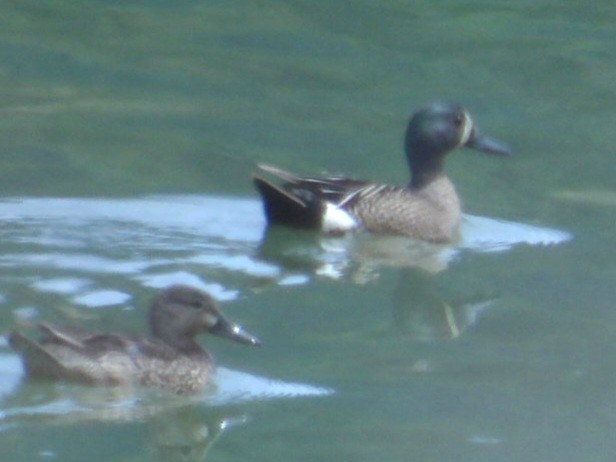 Blue-winged Teal - Jeff Harding