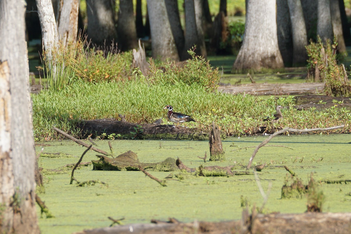 Wood Duck - ML620423285