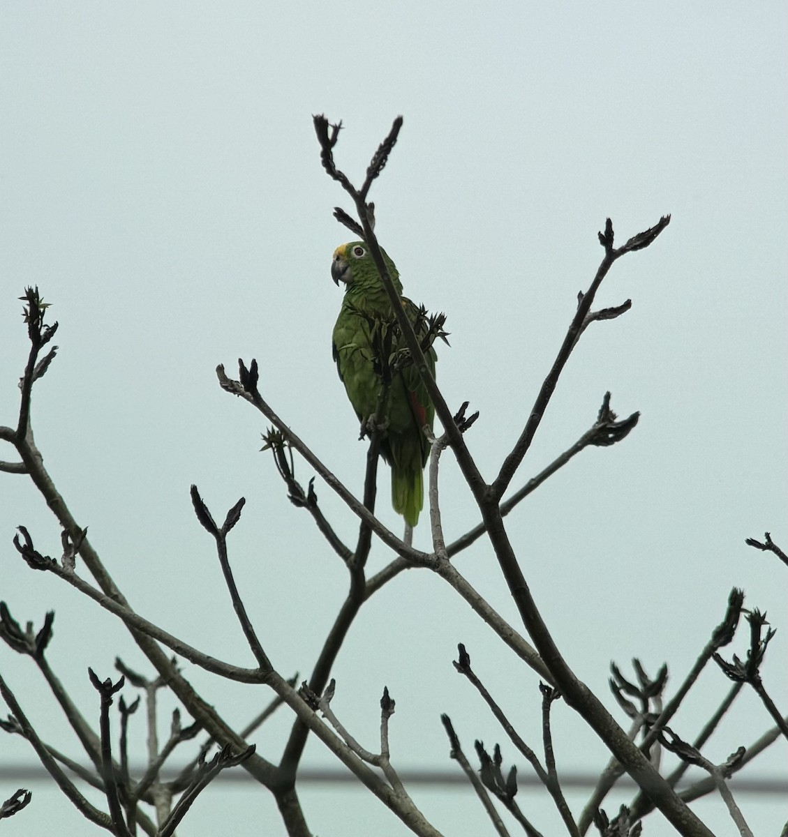 Yellow-crowned Parrot - Chenery  Kinemond