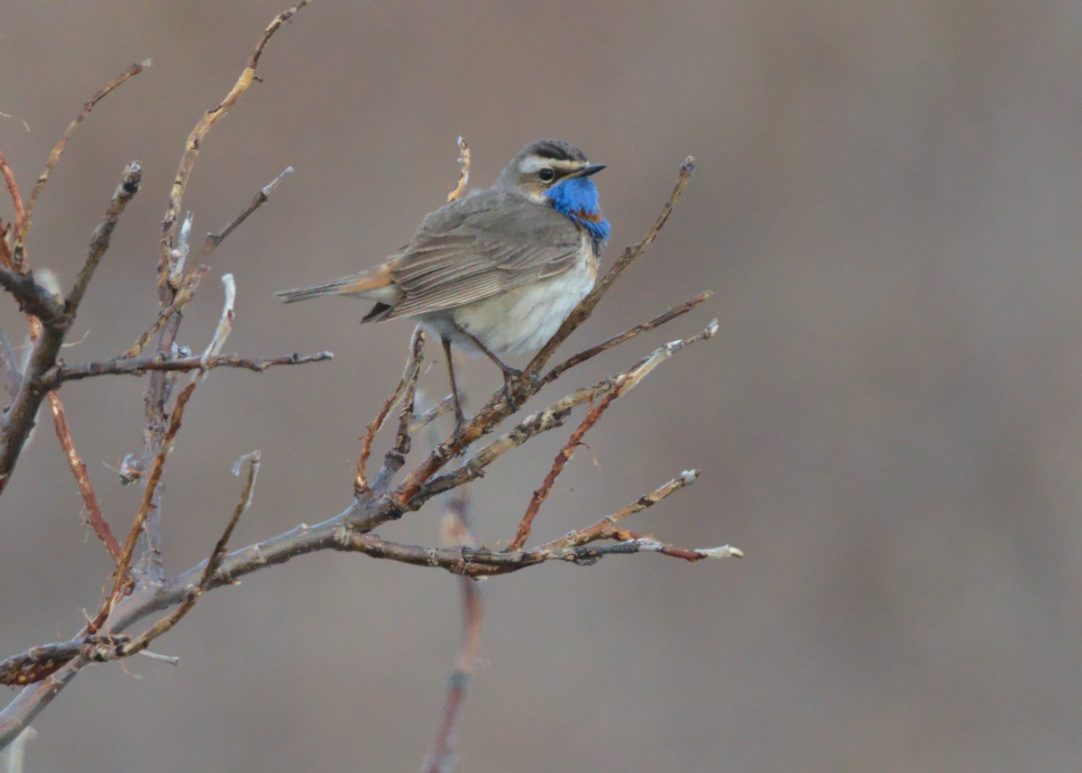 Bluethroat - ML620423288