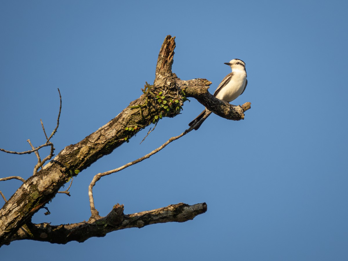 Black-crowned Monjita - Vitor Rolf Laubé