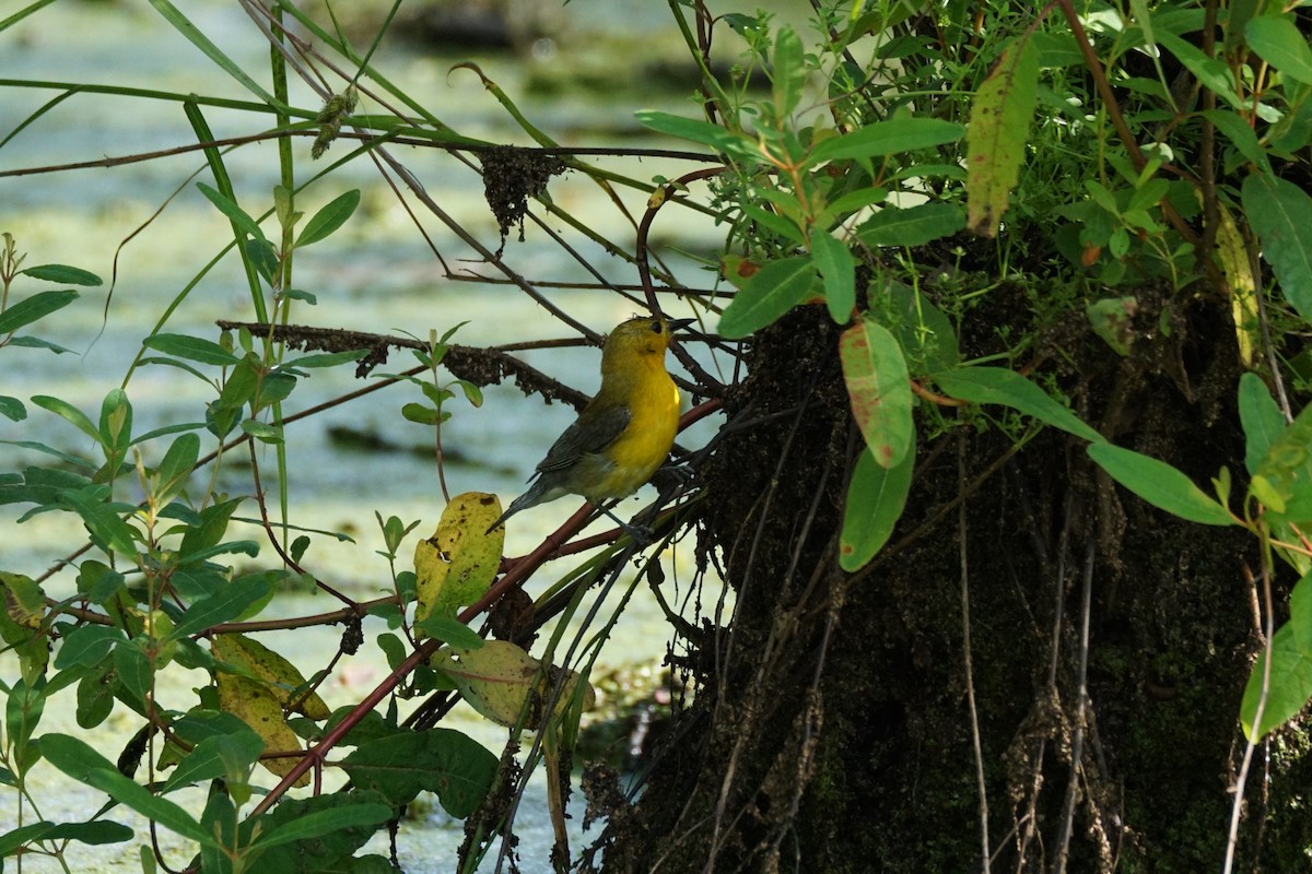 Prothonotary Warbler - ML620423300