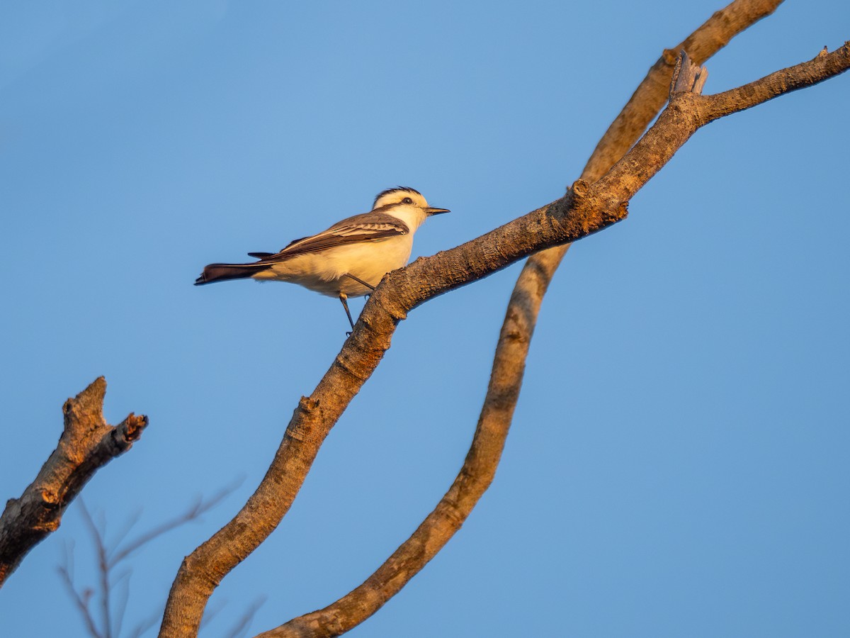 Black-crowned Monjita - ML620423301