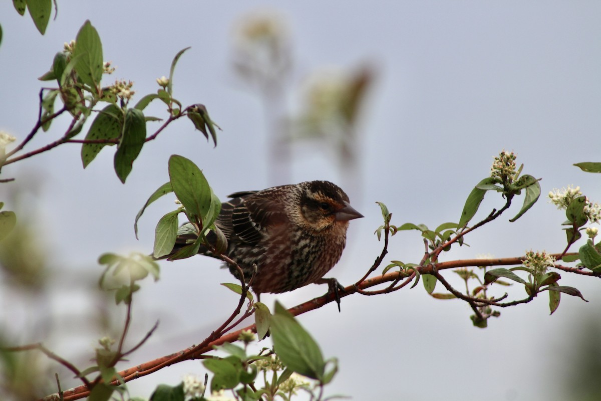 Red-winged Blackbird - ML620423304