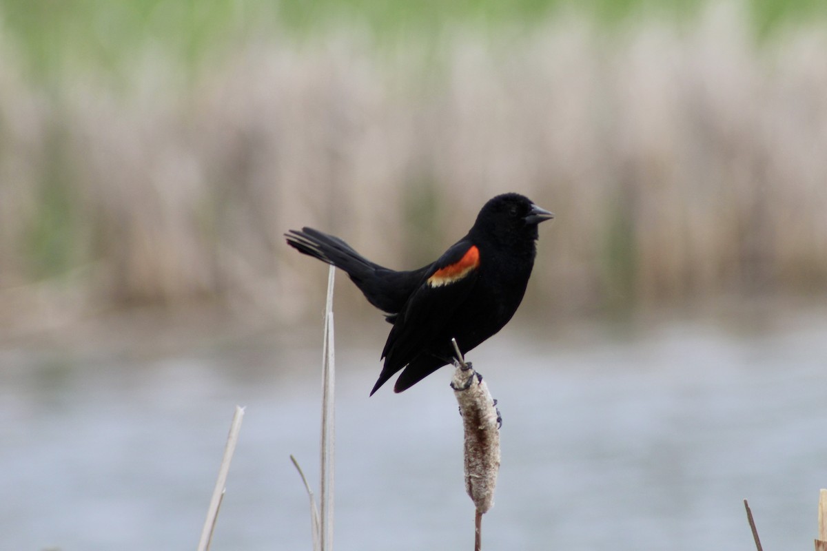 Red-winged Blackbird - ML620423306