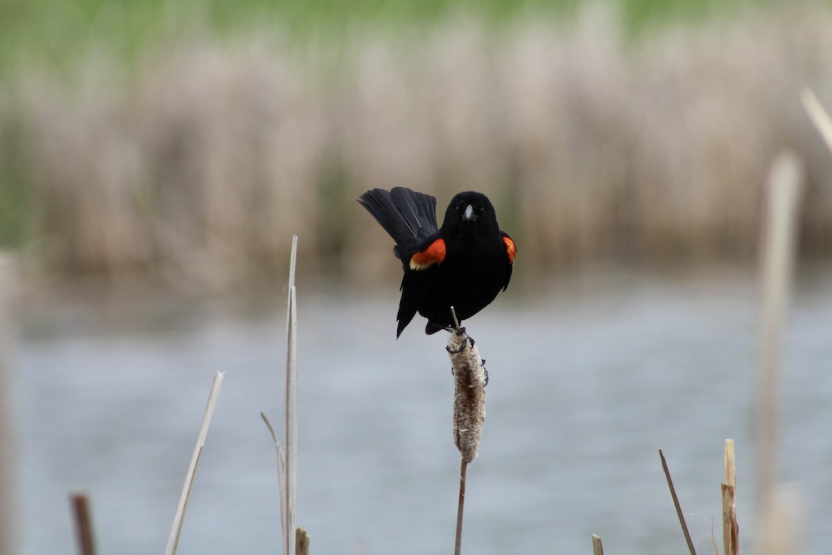 Red-winged Blackbird - ML620423308