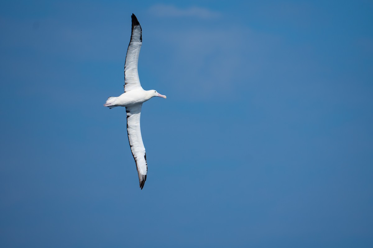 Northern Royal Albatross - Pamela Arias Alessandrini