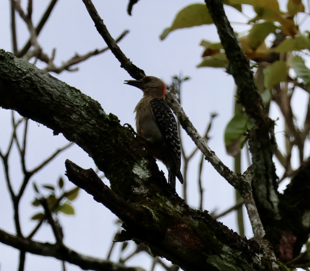 Red-crowned Woodpecker - ML620423313