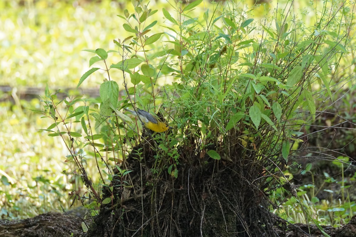 Prothonotary Warbler - ML620423316
