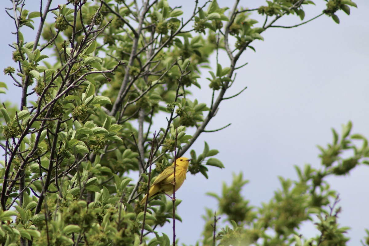 Yellow Warbler - ML620423319