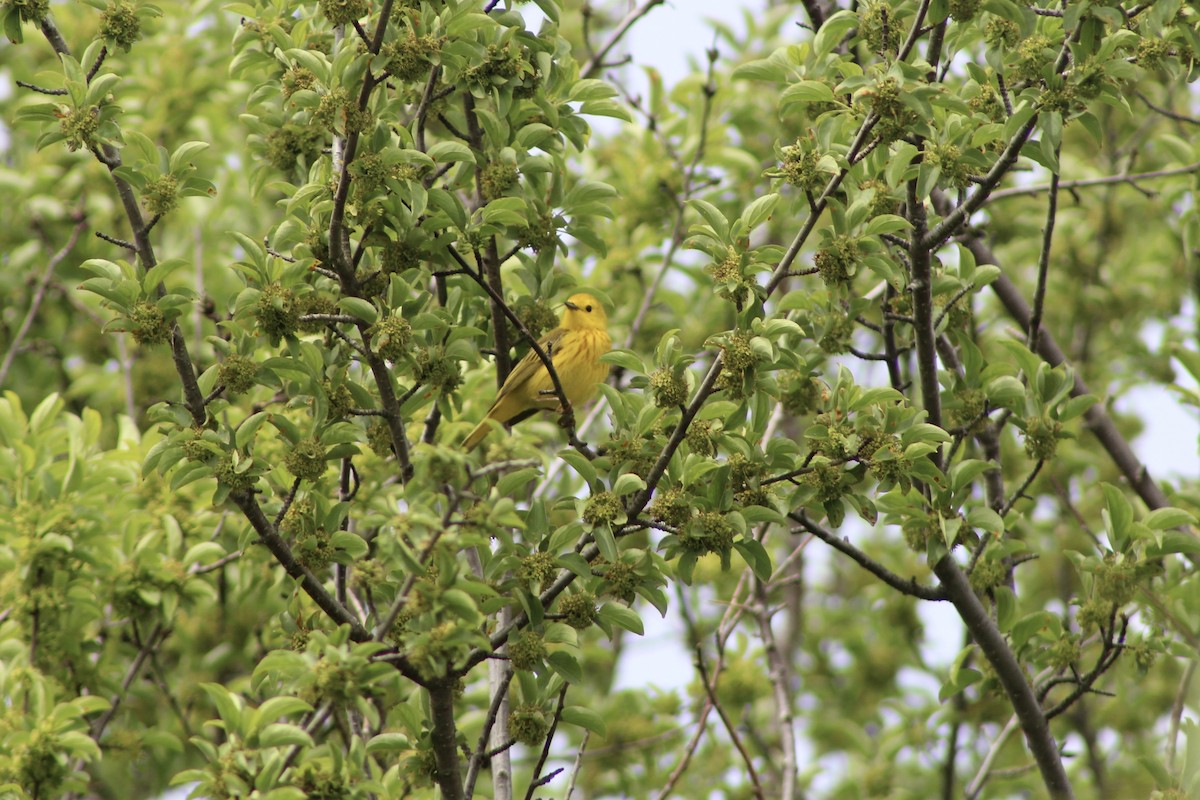 Yellow Warbler - ML620423320