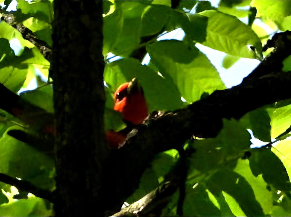 Scarlet Tanager - ML620423323