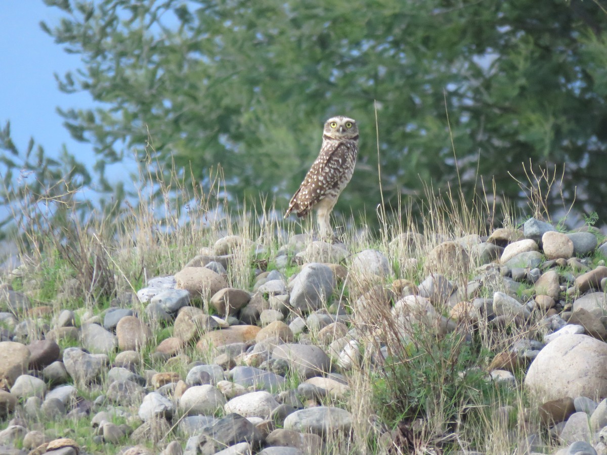 Burrowing Owl - ML620423324