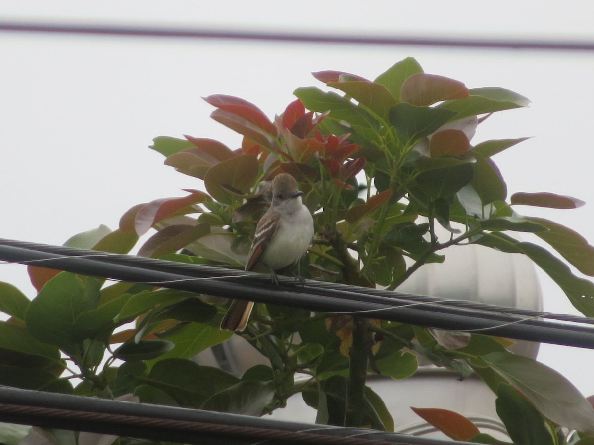 Ash-throated Flycatcher - ML620423331