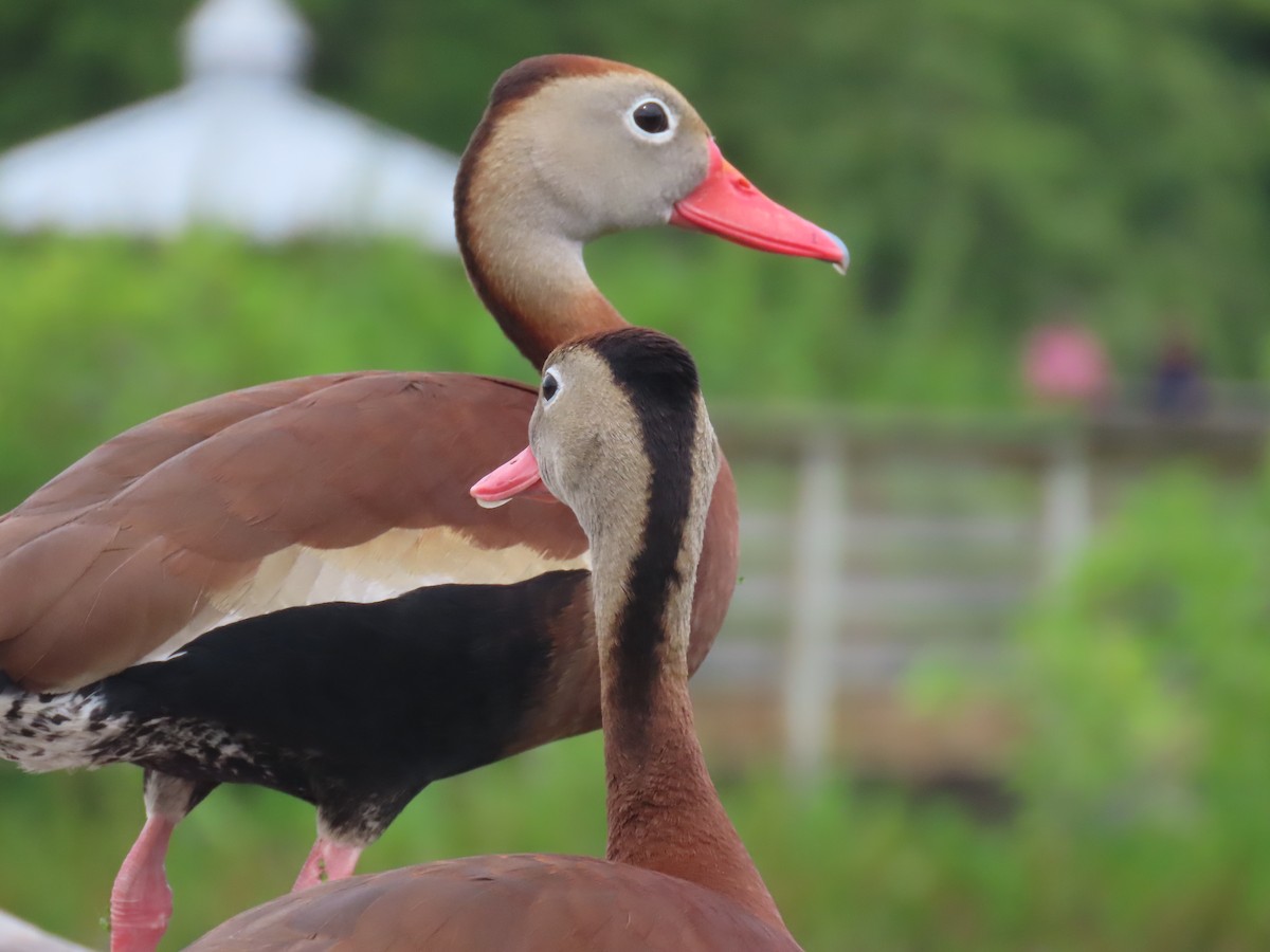 Black-bellied Whistling-Duck - ML620423341