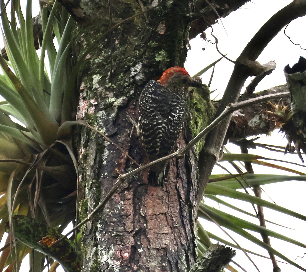 Red-crowned Woodpecker - ML620423349