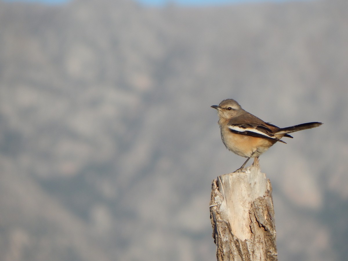 White-banded Mockingbird - ML620423363