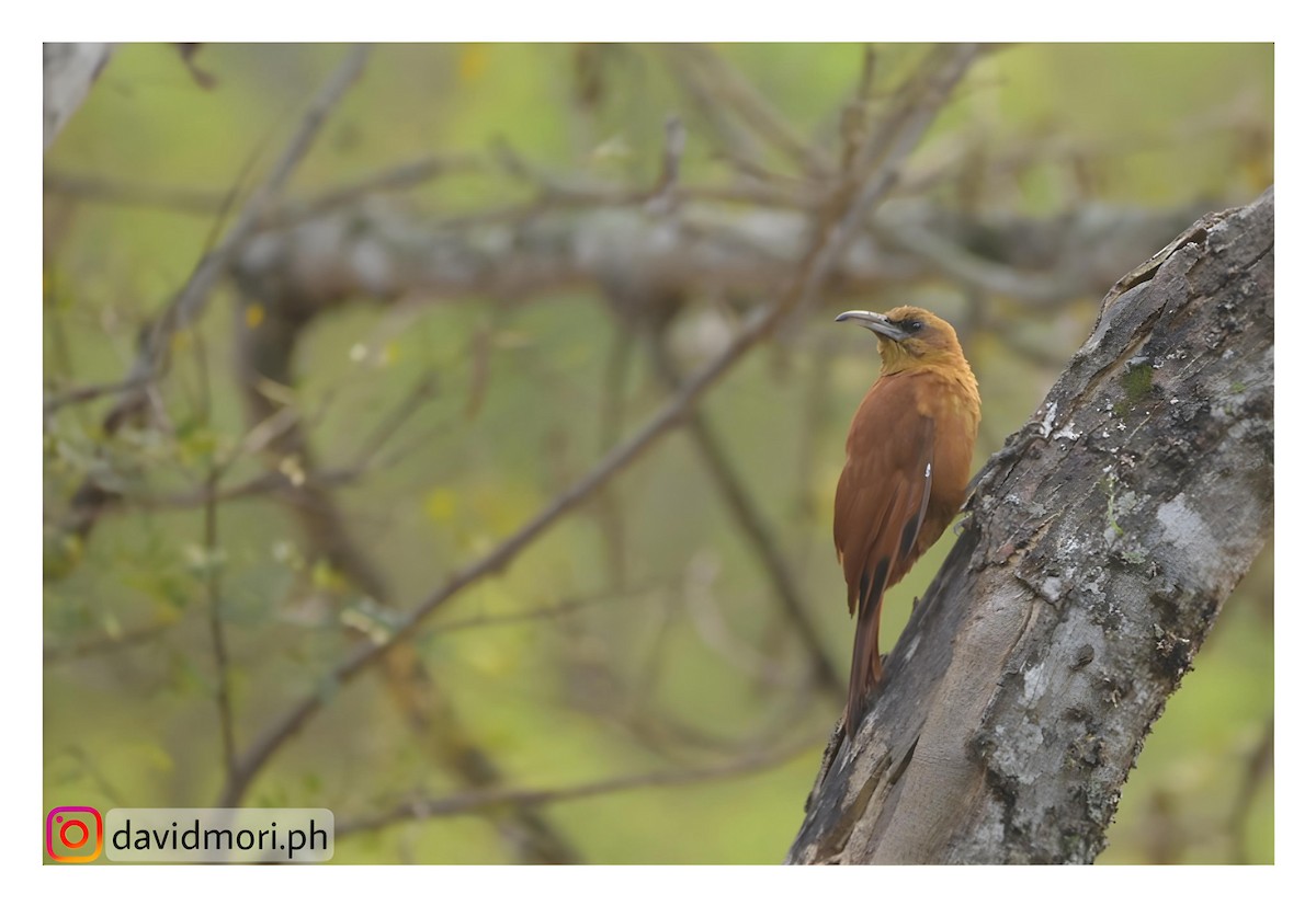 Great Rufous Woodcreeper - ML620423365