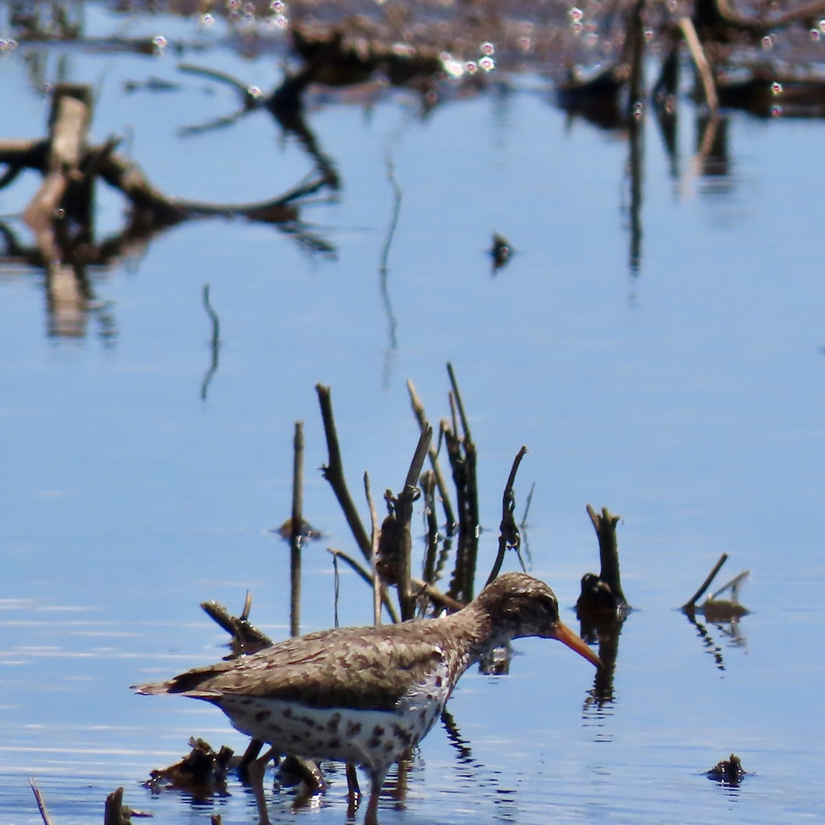 Spotted Sandpiper - ML620423366