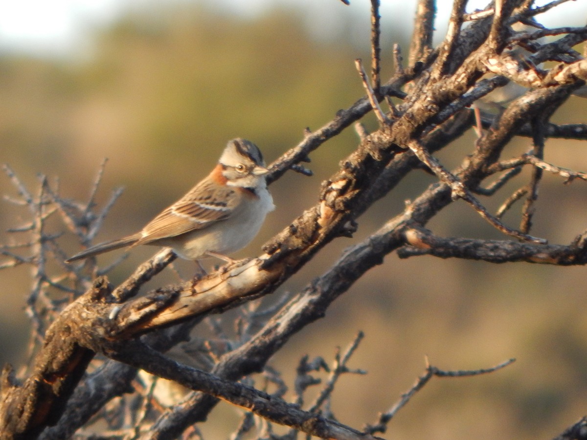 Rufous-collared Sparrow - ML620423369