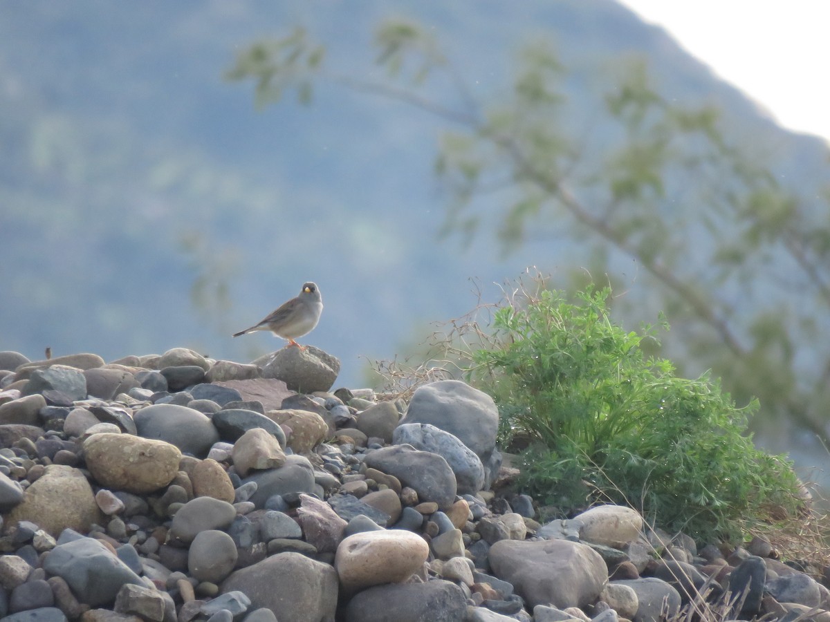Band-tailed Sierra Finch - ML620423375