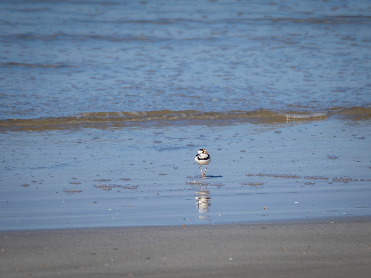 Collared Plover - ML620423383