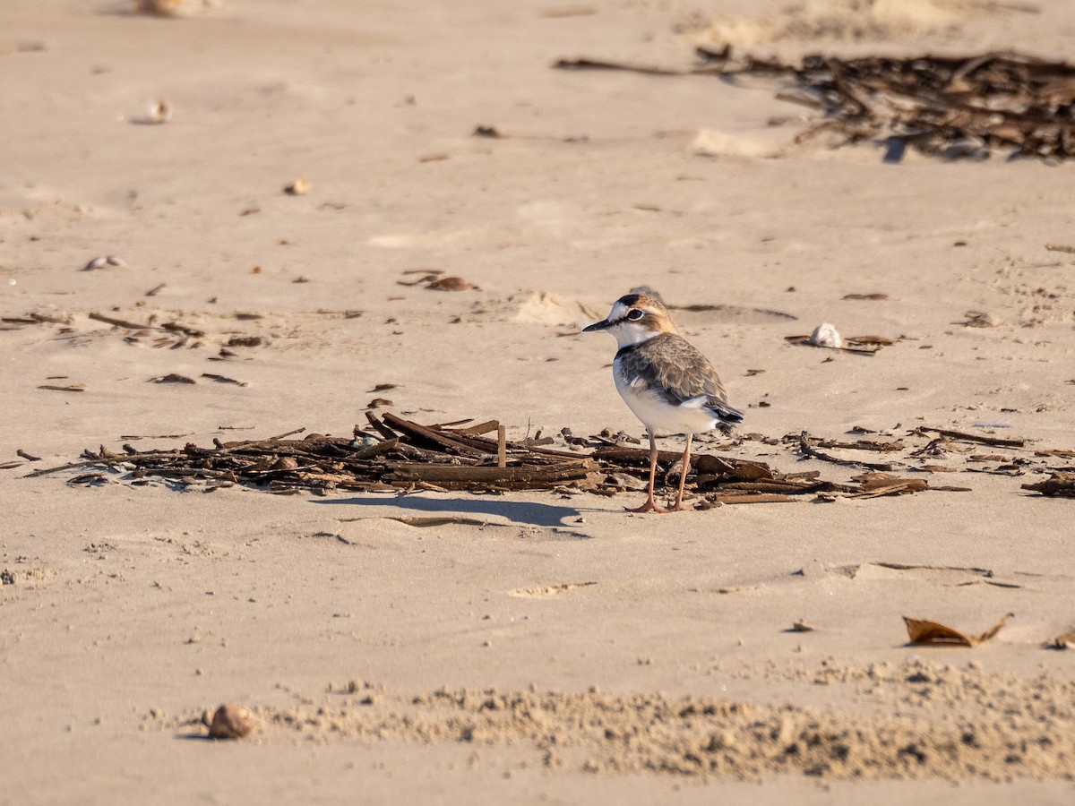 Collared Plover - ML620423384