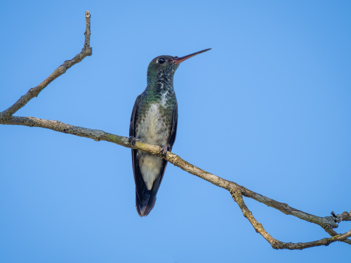 Glittering-throated Emerald - ML620423388