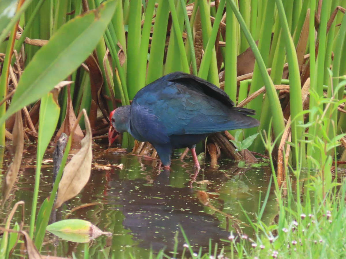 Gray-headed Swamphen - ML620423390