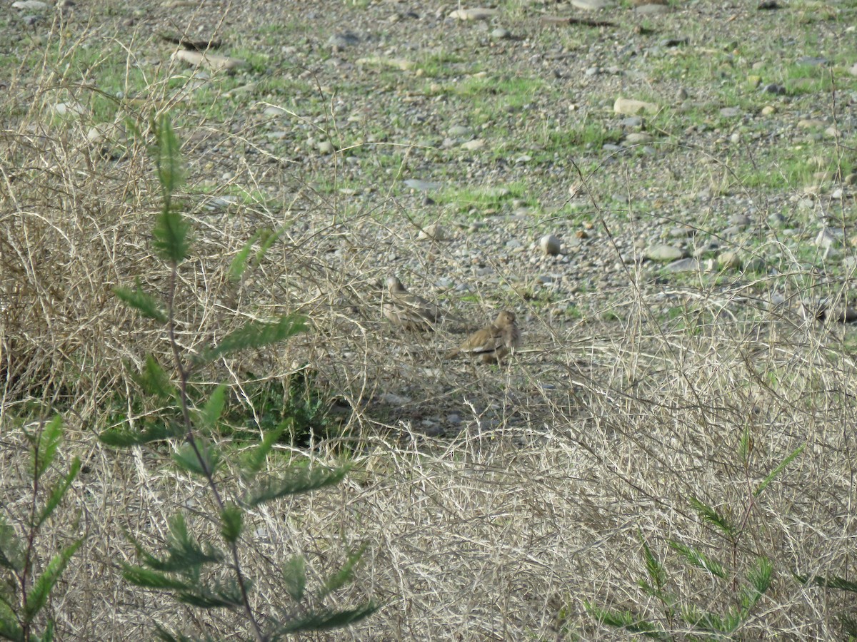 Picui Ground Dove - ML620423392