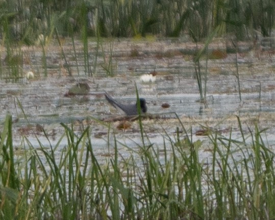 Black Tern - ML620423397