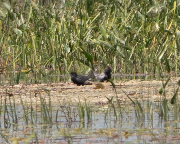 Black Tern - ML620423398