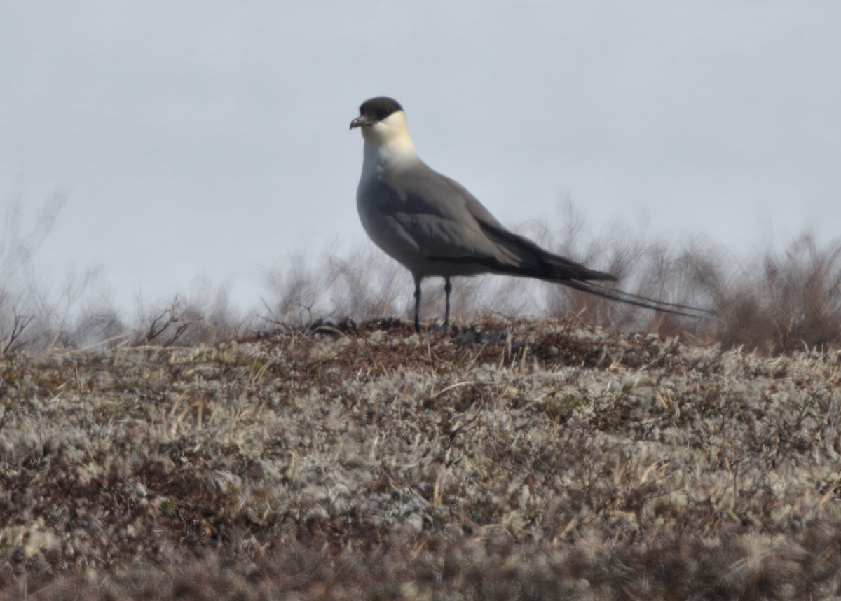Long-tailed Jaeger - ML620423404