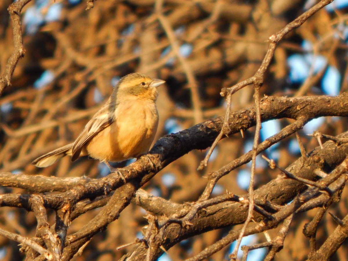 Cinnamon Warbling Finch - ML620423405