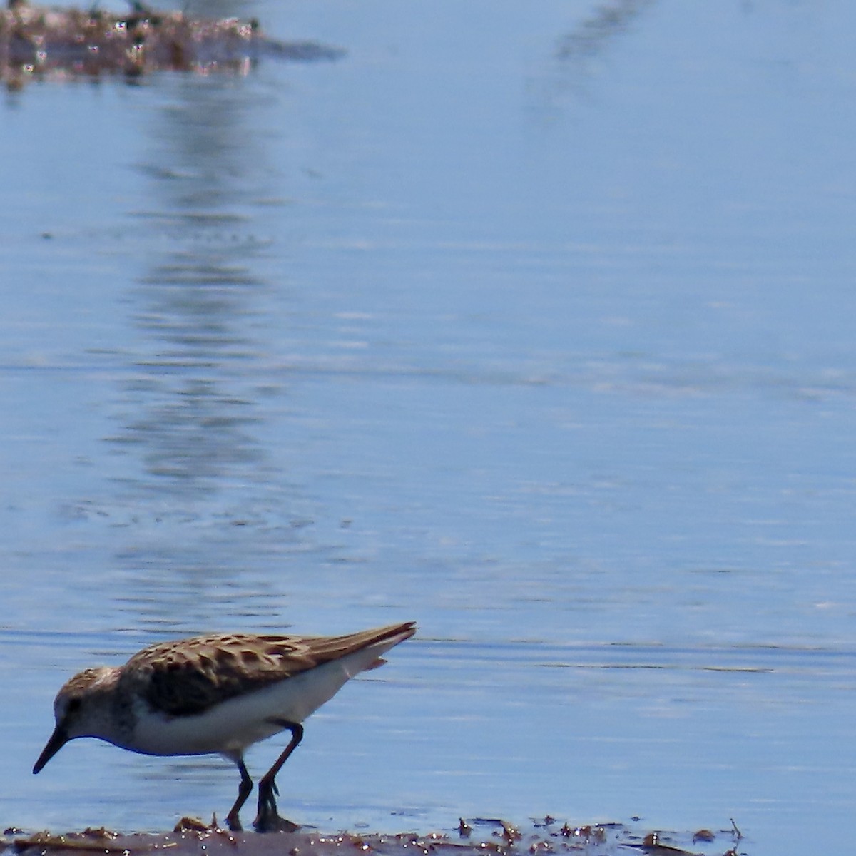 Semipalmated Sandpiper - ML620423412