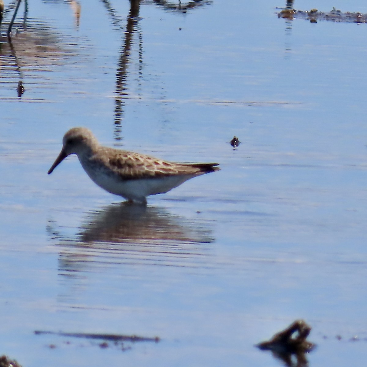 Semipalmated Sandpiper - ML620423414