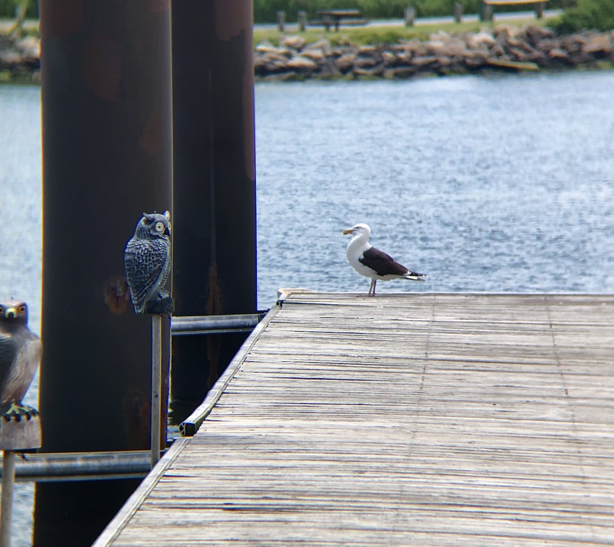 Great Black-backed Gull - ML620423417