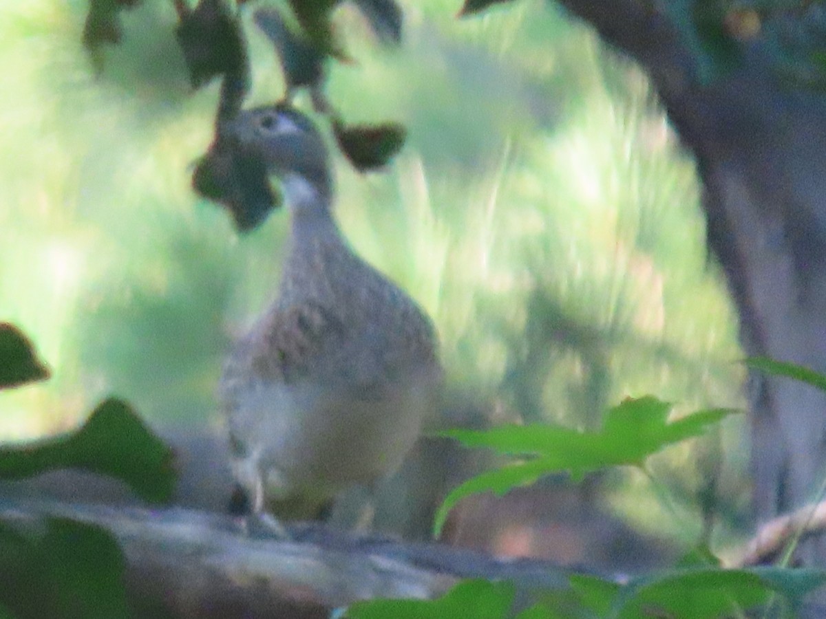 Wood Duck - ML620423419