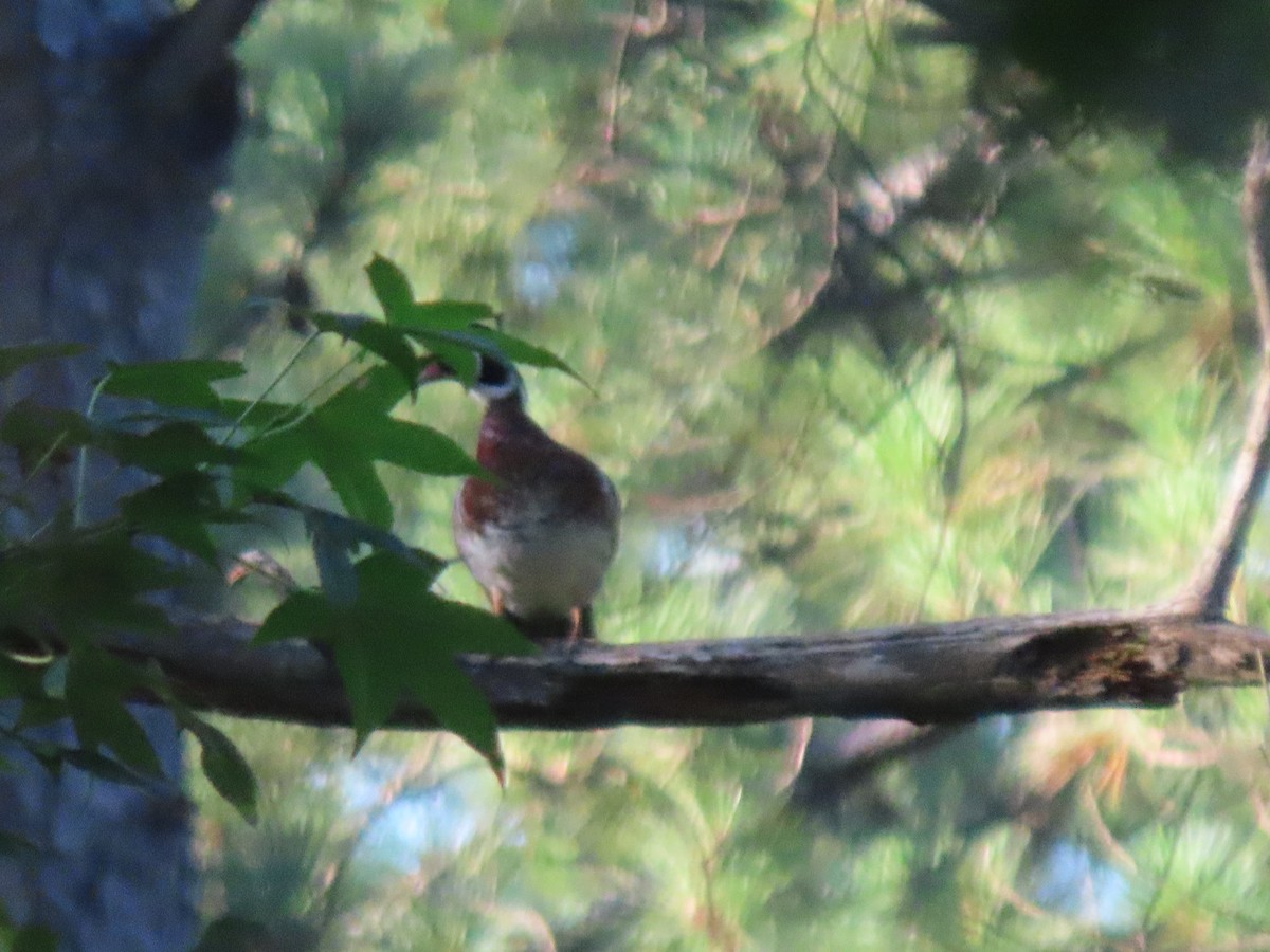 Wood Duck - ML620423420