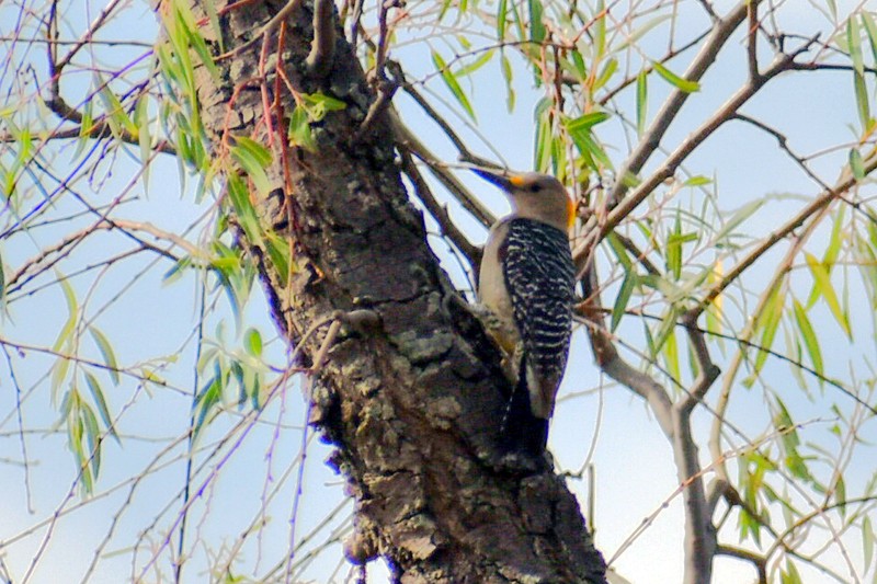 Golden-fronted Woodpecker - ML620423421