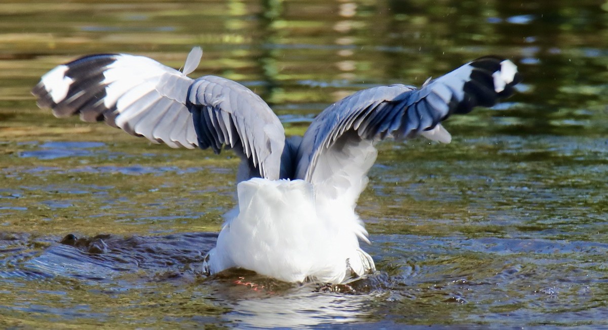 Hartlaub's Gull - ML620423423