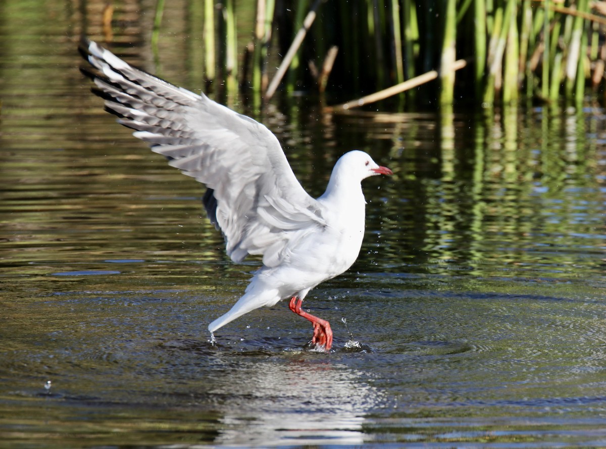 Hartlaub's Gull - ML620423425