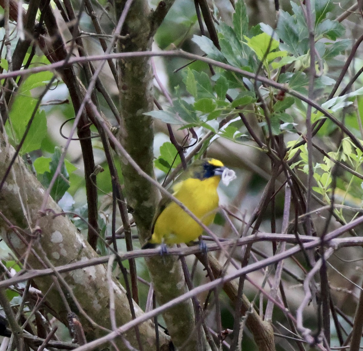 Thick-billed Euphonia - ML620423435